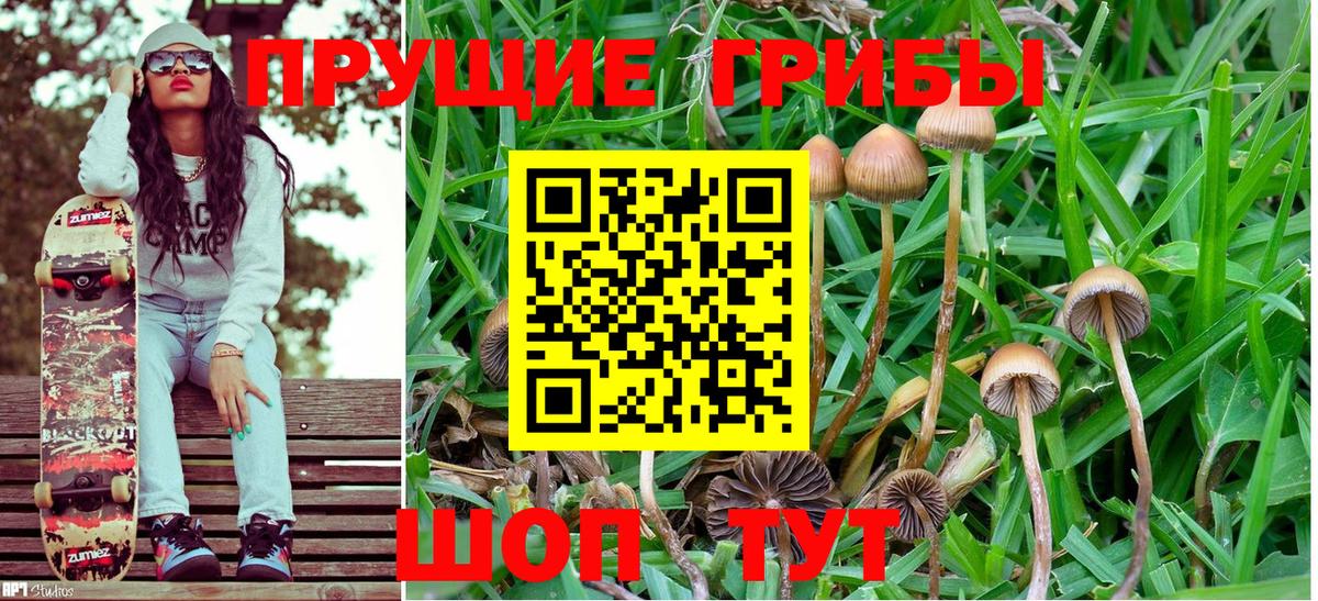 где купить наркоту  Вход с VPN  Галлюциногенные грибы Psilocybe  Дербент  Псилоцибиновые грибы Cubensis 